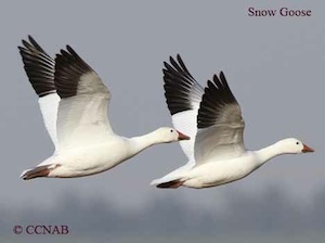 Snow Geese Elmwood IL